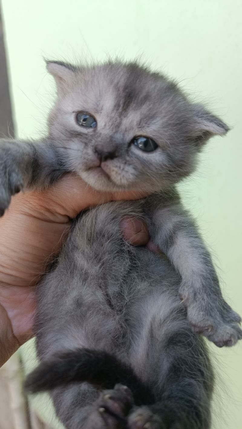 шотландские котята разных окр - Ашхабад - img 2