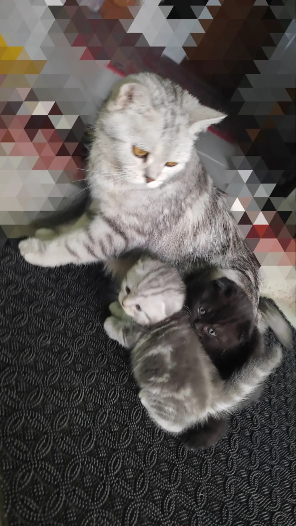 шотландские котята разных окр - Ашхабад - img 3