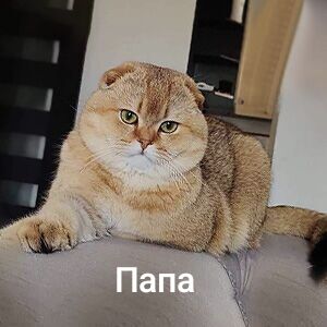 золотистые шиншила - Ашхабад - img 8