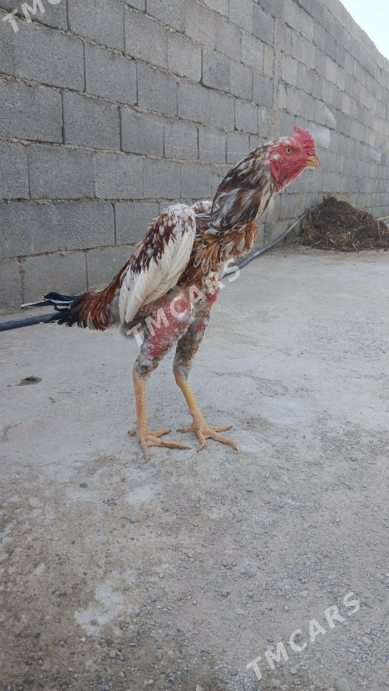 Taşkent horaz - Aşgabat - img 2