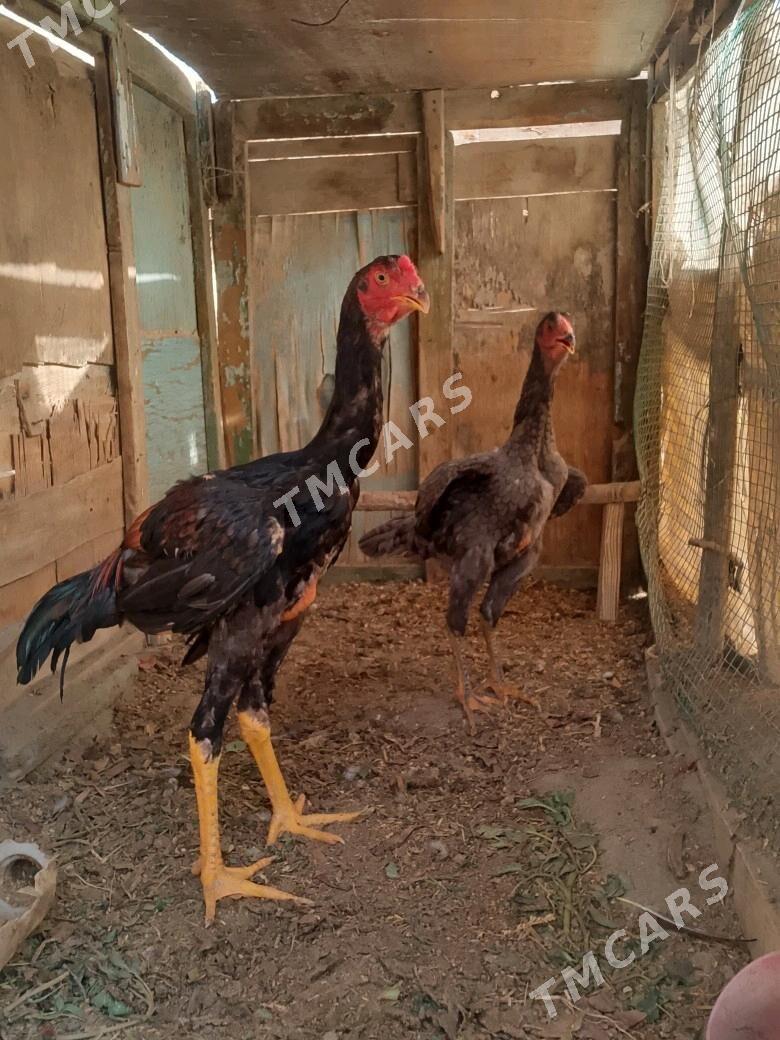 arassa gan urşýan horaz - Kerki - img 1