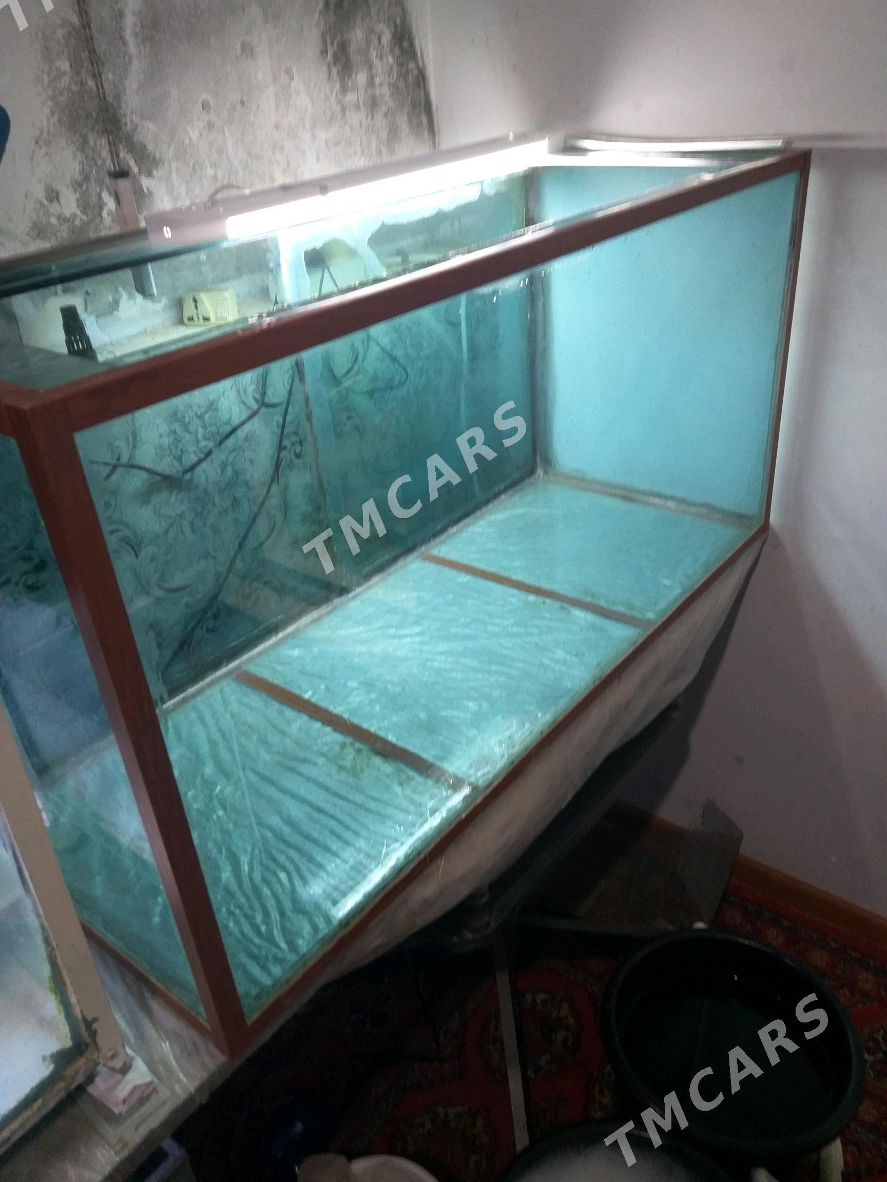 Akwarium - Daşoguz - img 2