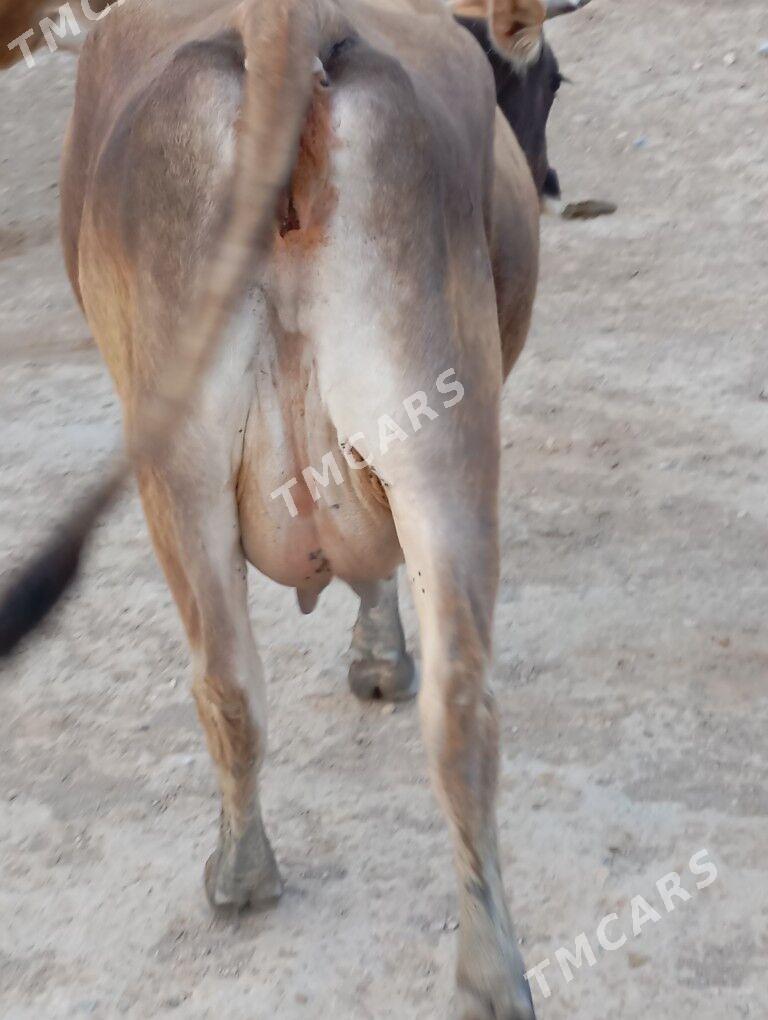 goleli sygyr - Gyzylarbat - img 1