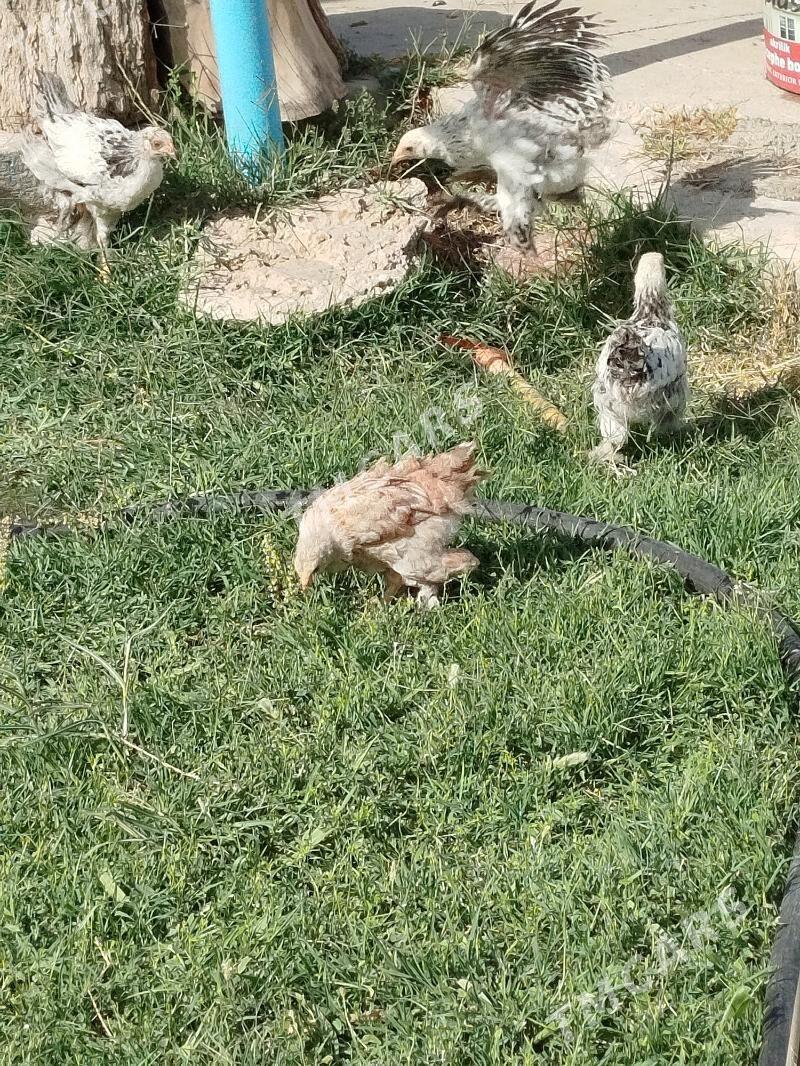 brama balgar towuk juje - Aşgabat - img 1