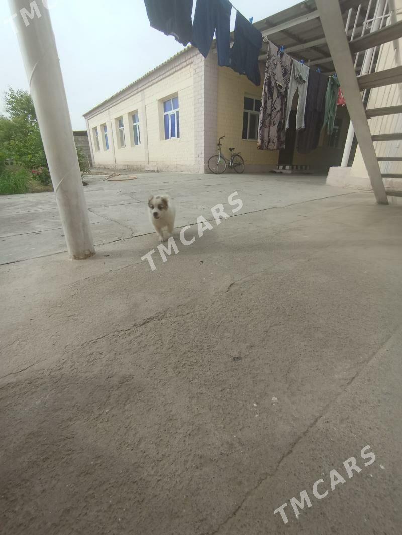 alabaÿ - Aşgabat - img 3
