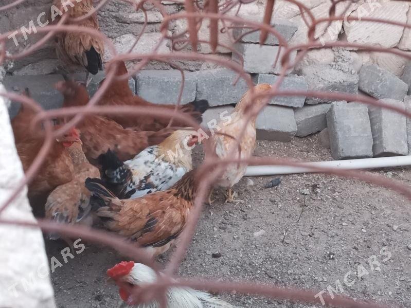 7 aýlyk towuklar - Türkmenbaşy - img 5