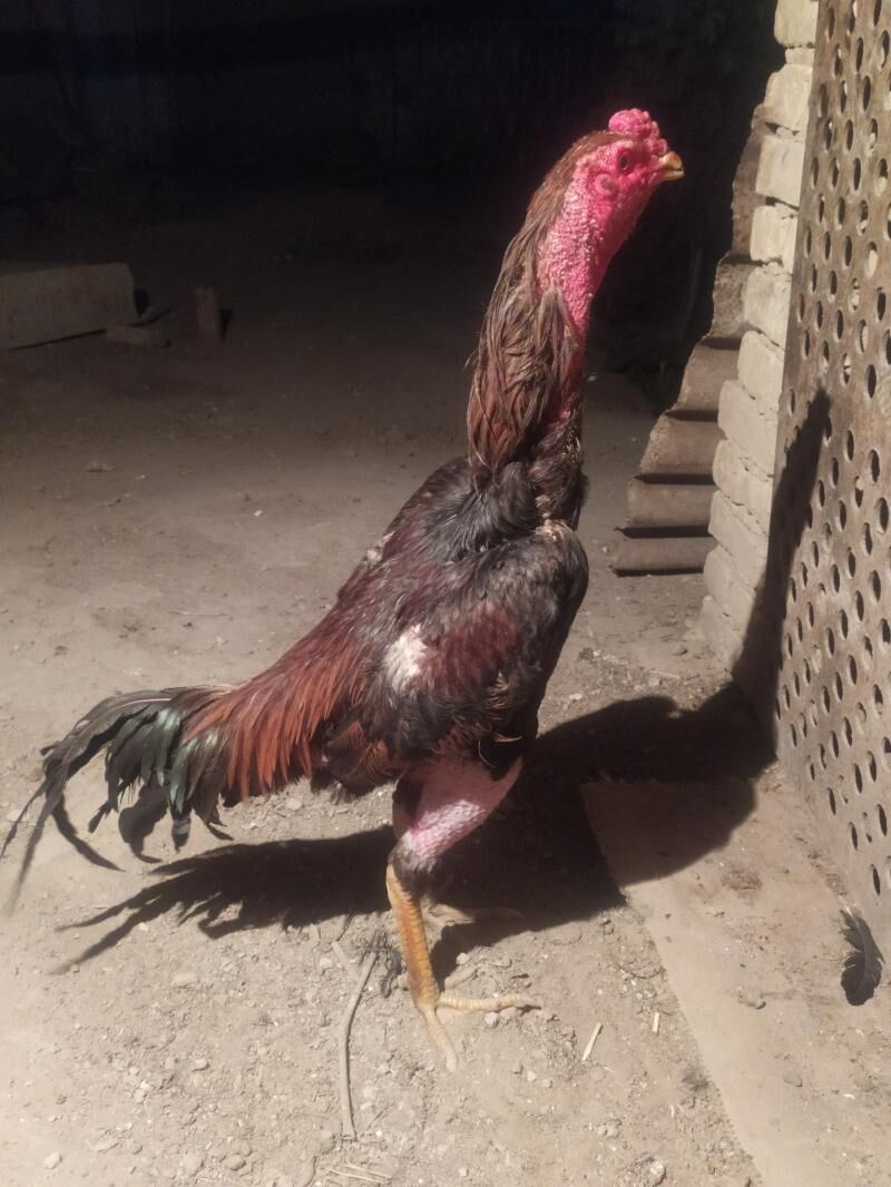Taşkent horaz - Kaka - img 6