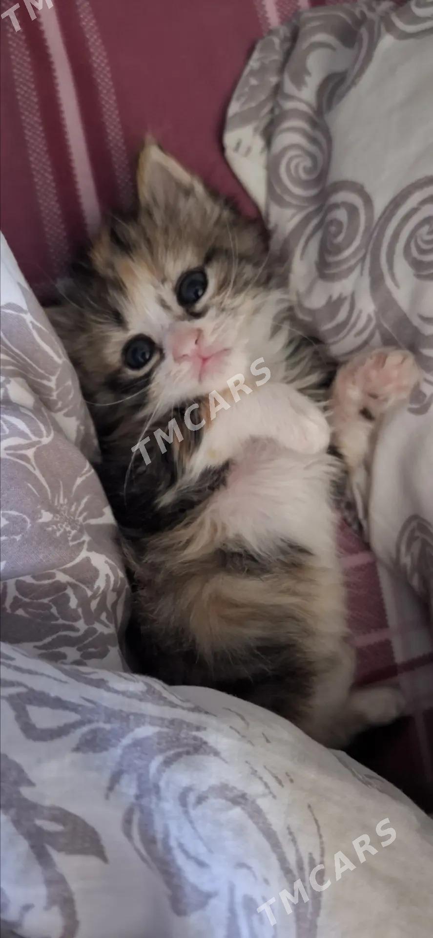домашние котята - Türkmenabat - img 2