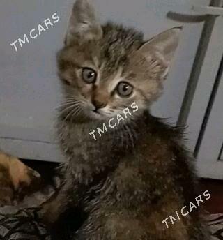 piṣijik gyzjagaz  Mugt - Köneürgenç - img 2