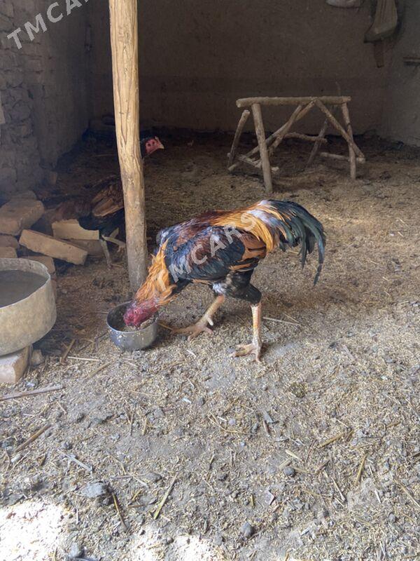 horaz - Şabat etr. - img 2