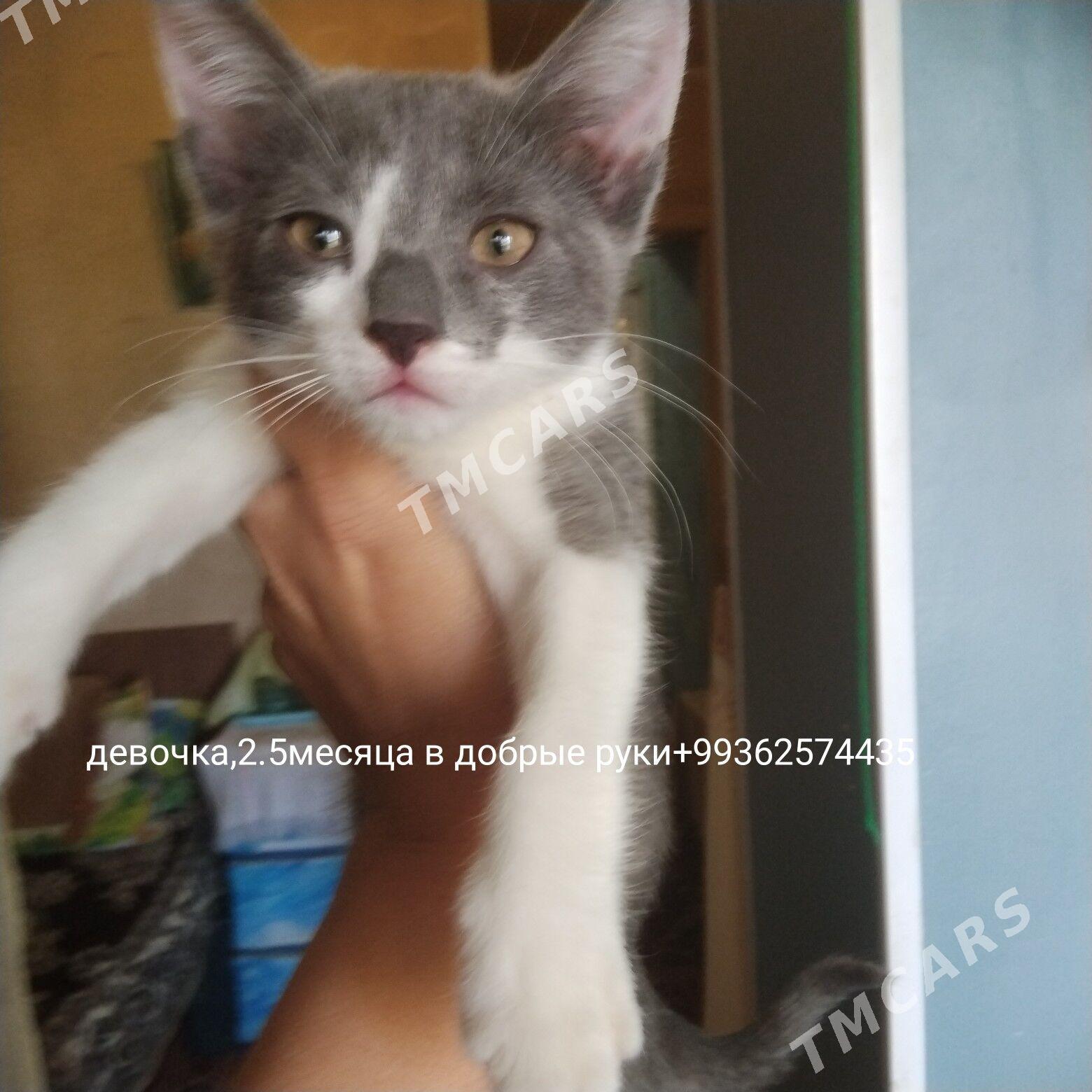 котёнок - Aşgabat - img 2