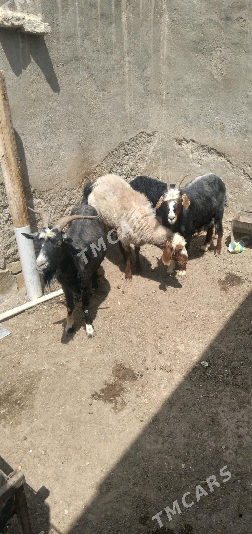 semiz geci - Balkanabat - img 2