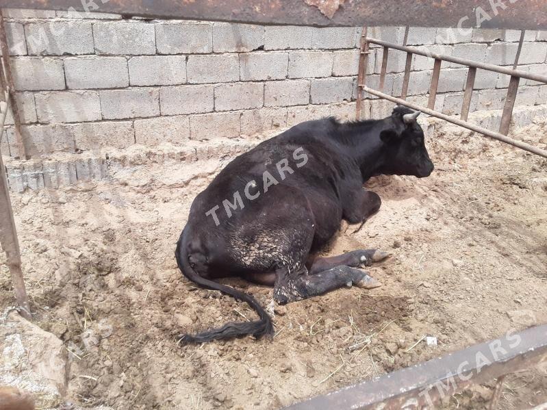 3sany göleli sygyr - Aşgabat - img 3