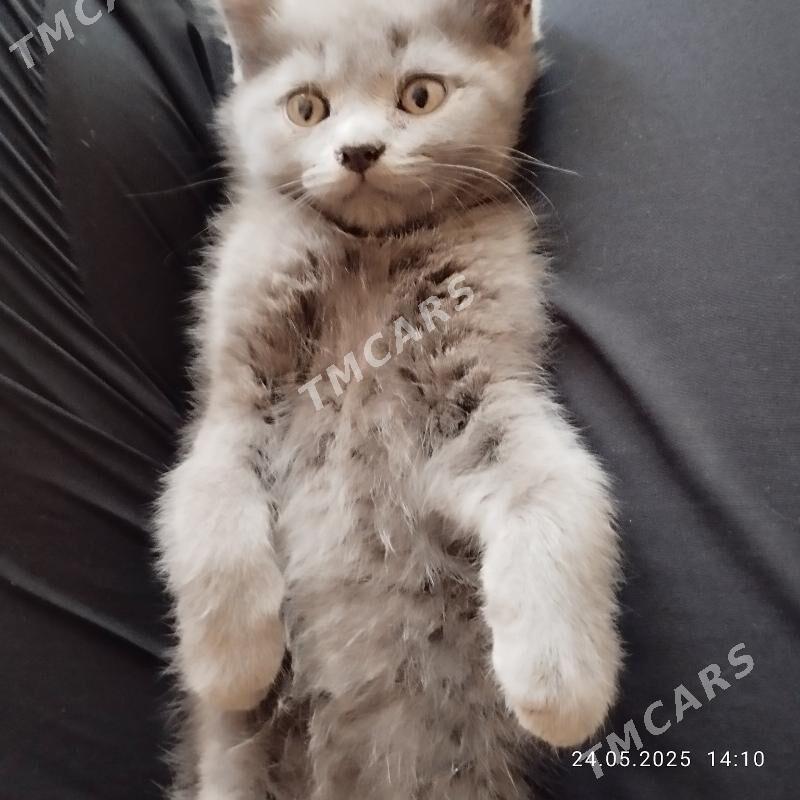примоухий котик - Mary - img 3