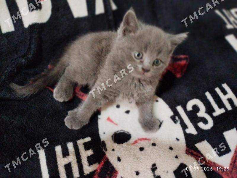 примоухий котик - Mary - img 2