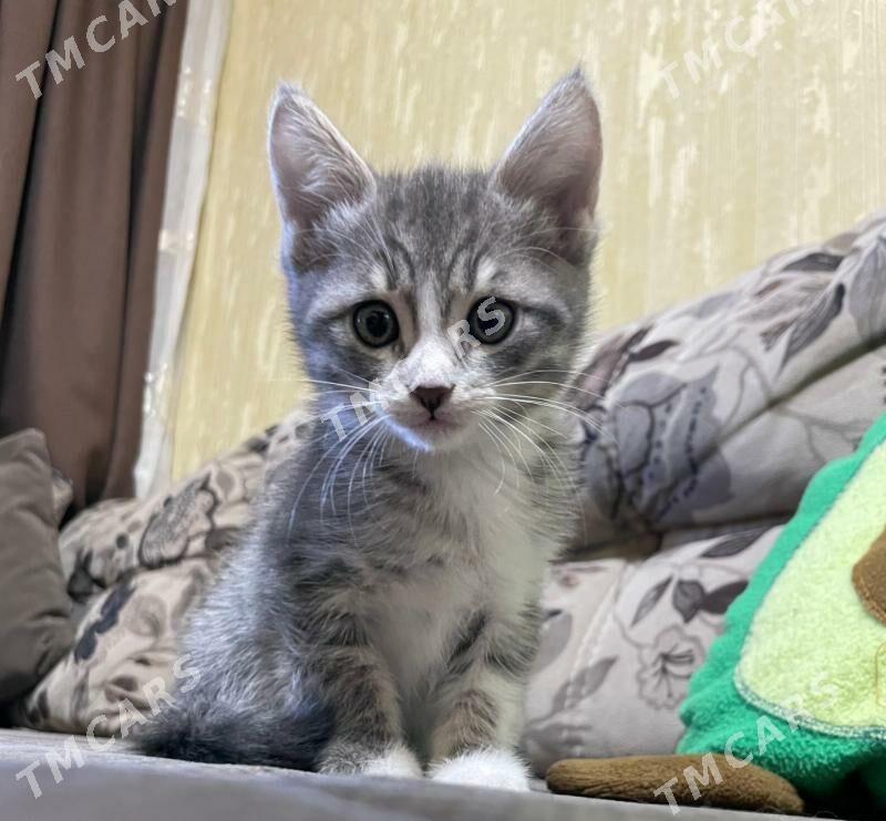 Котята/Pişik - Бузмеин ГРЭС - img 3