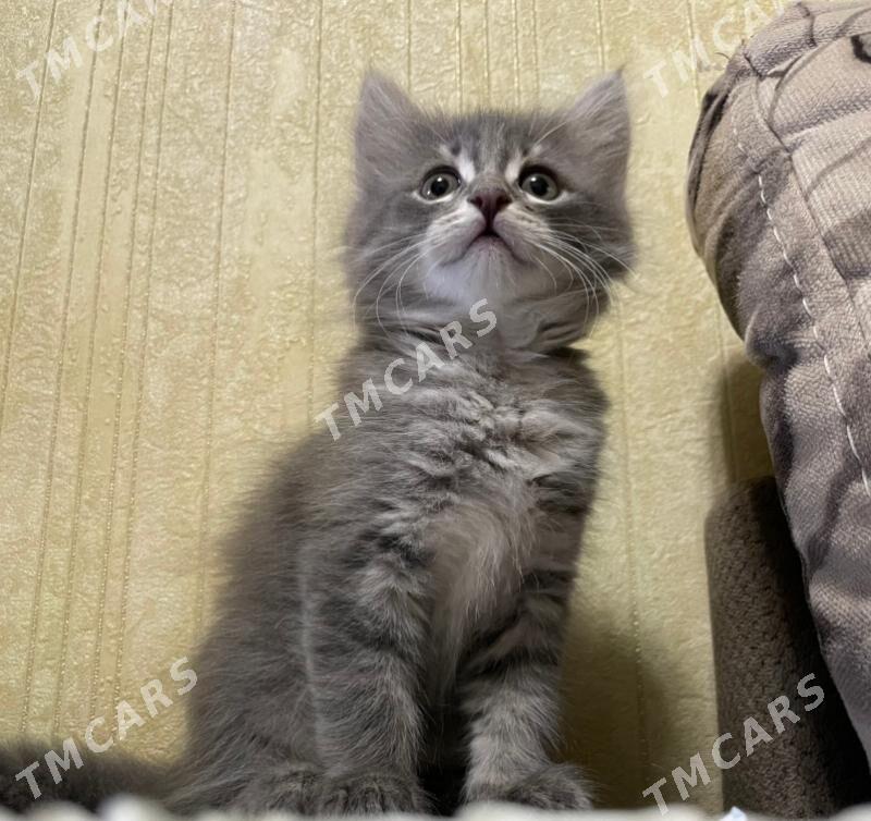 Котята/Pişik - Бузмеин ГРЭС - img 2
