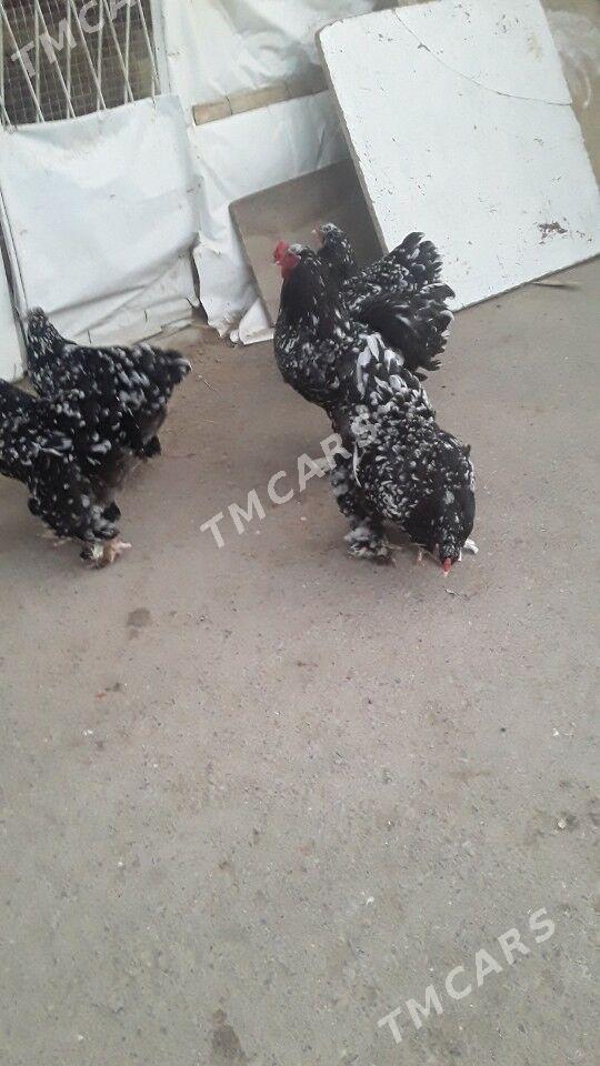 BRAMA ÝUMYRTGA - Çoganly - img 2