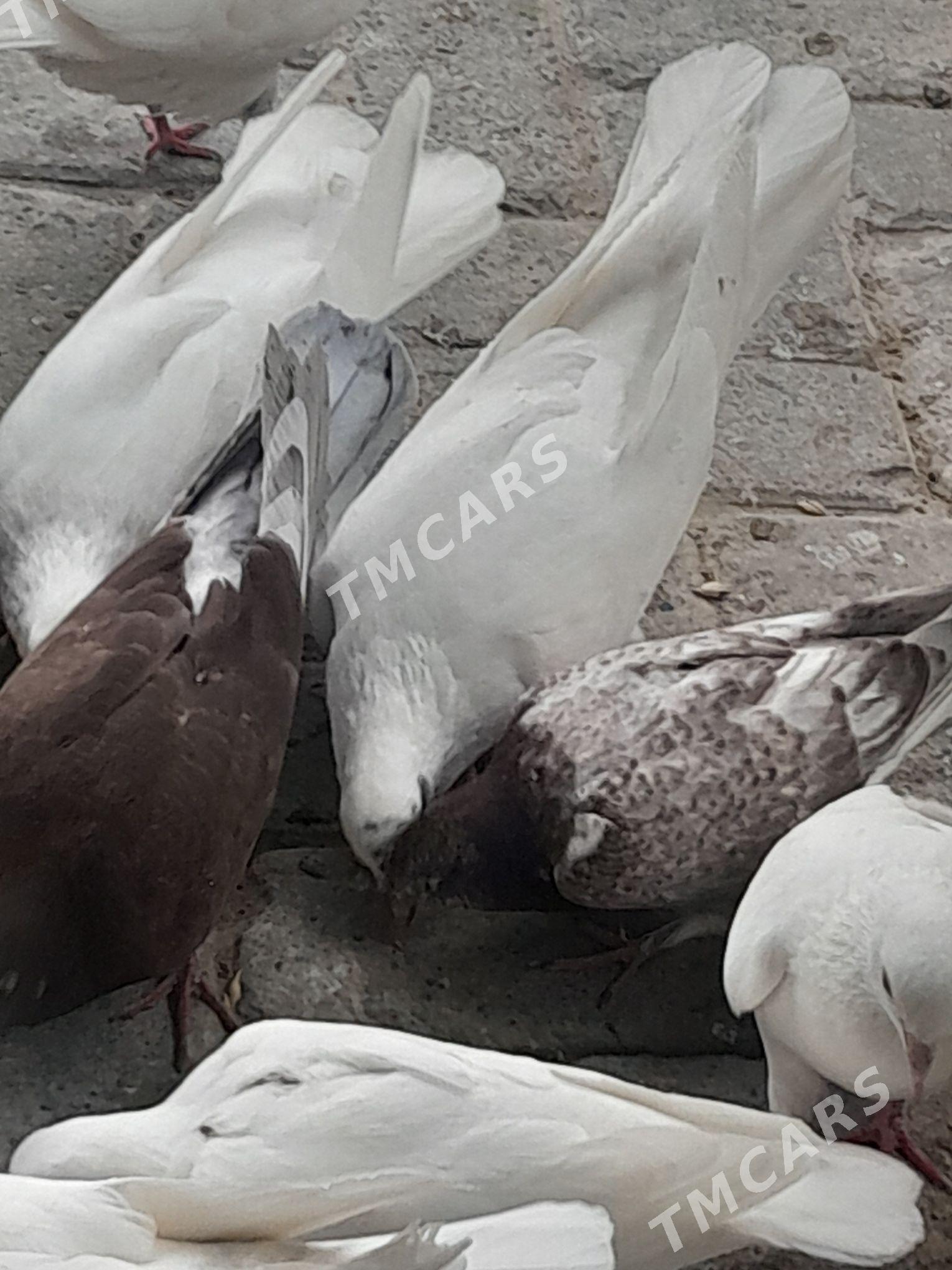 kepderi ucurumlara - Türkmenbaşy - img 2