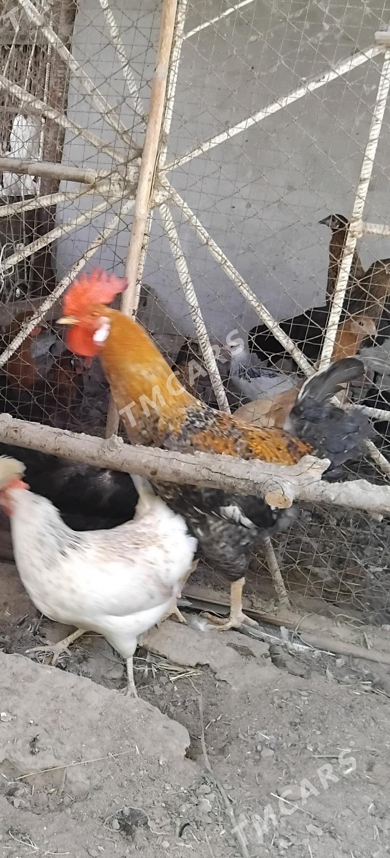 Satlyk Horazlar - Türkmenabat - img 2