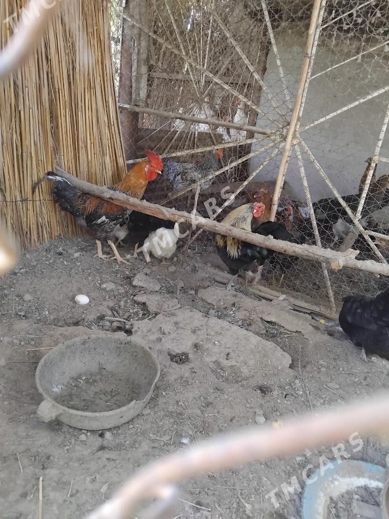 Satlyk Horazlar - Türkmenabat - img 3