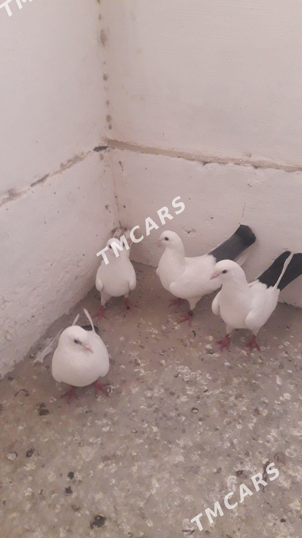 kepder - Türkmenabat - img 2