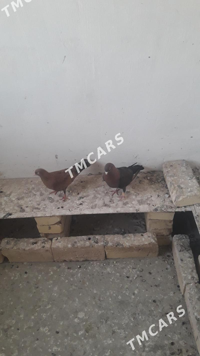 kepder - Türkmenabat - img 3