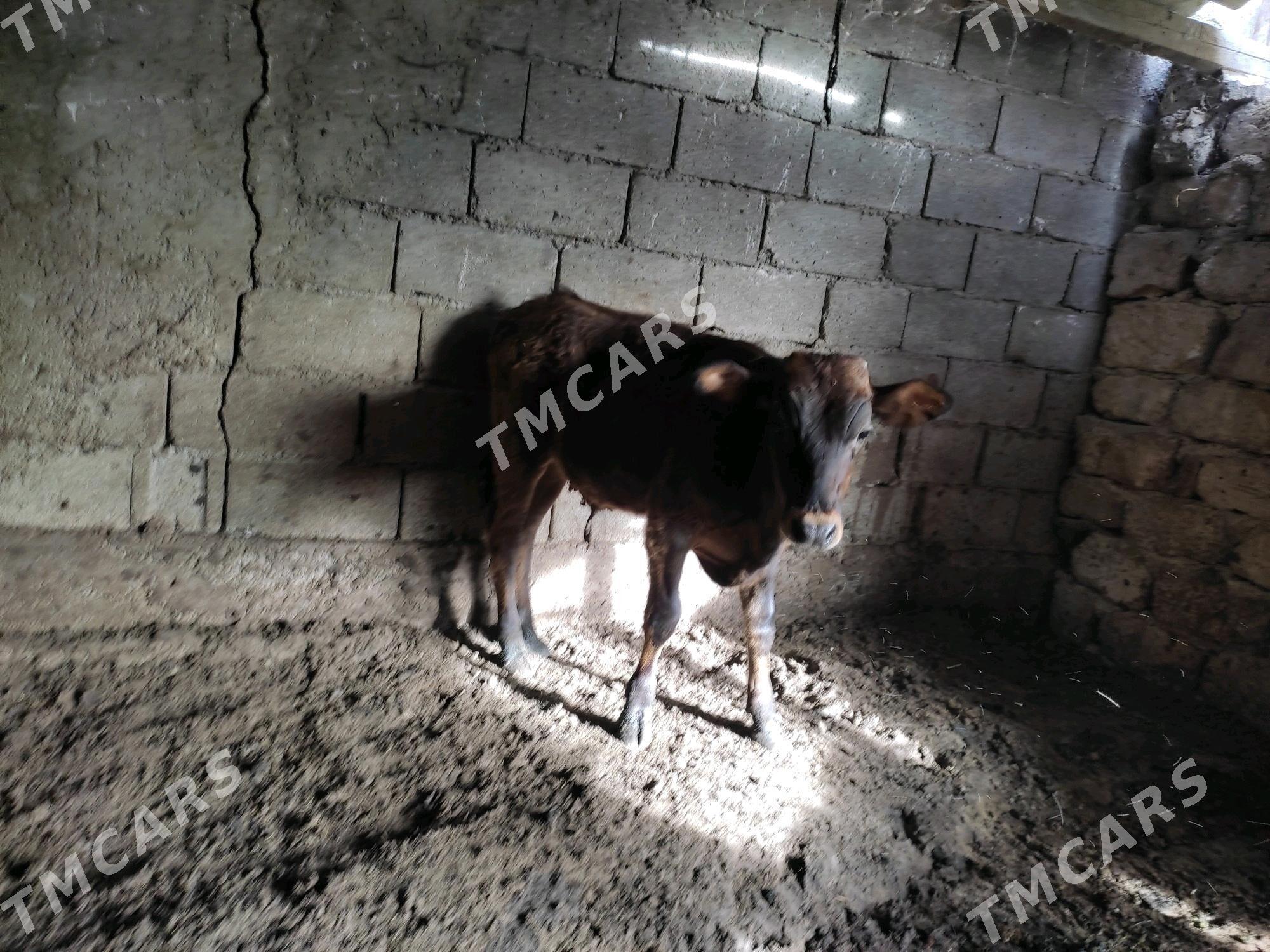 okuzce - Çoganly - img 2
