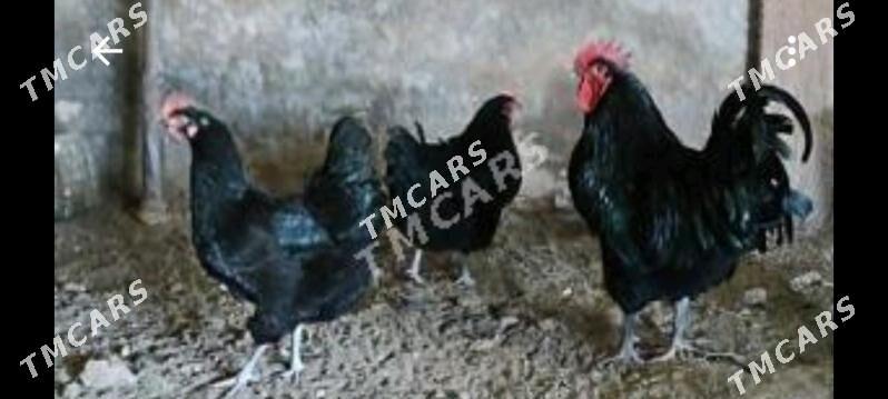 Jeriski gigant гигнант yumurtg - Ruhabat (90-njy razýezd) - img 2