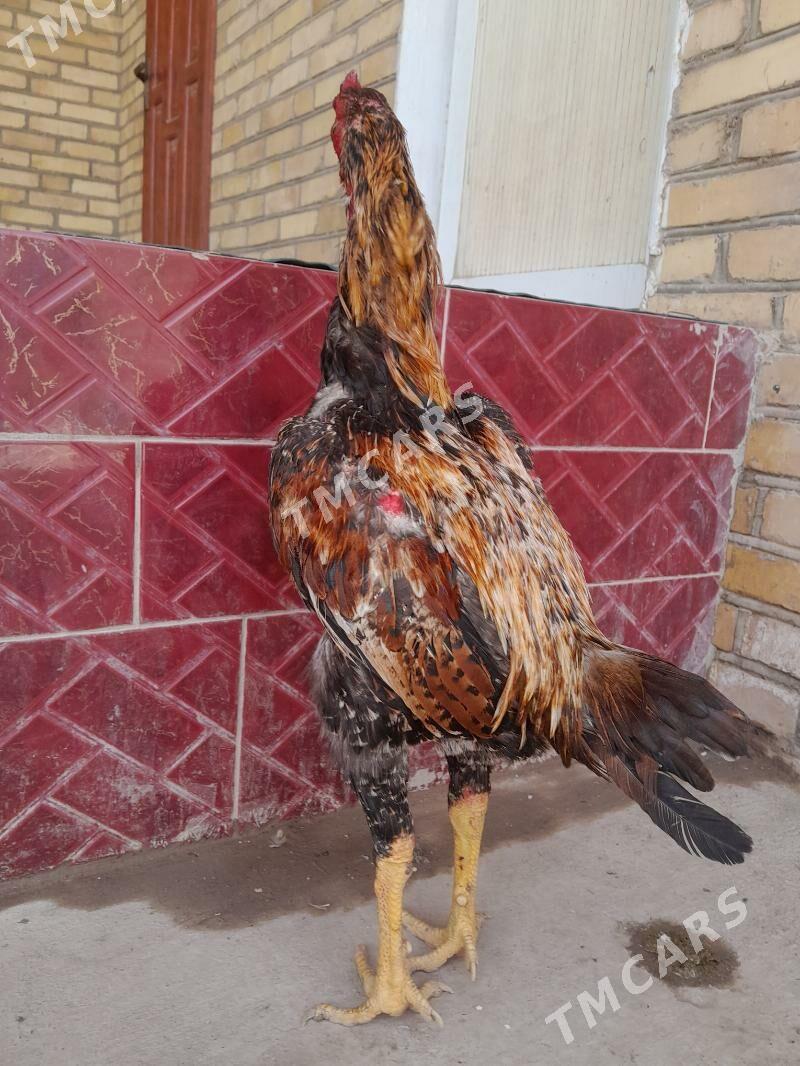 Uzbek is železnyak - Керки - img 2