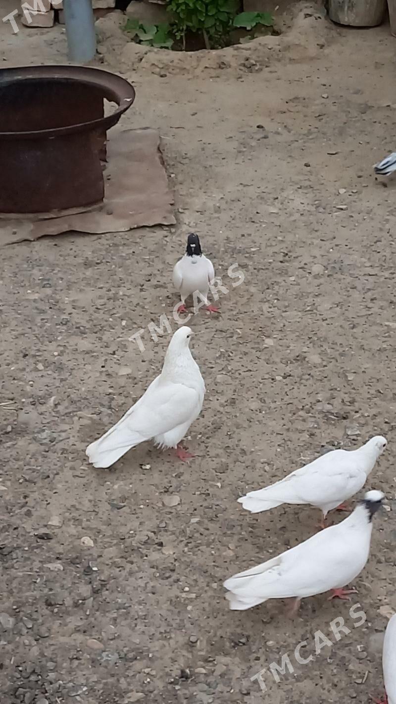 kepderi - Gyzylarbat - img 2