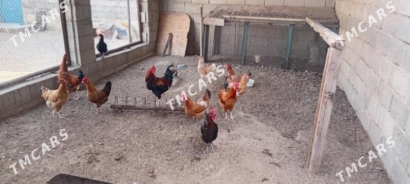 Guşlar - Jebel - img 2