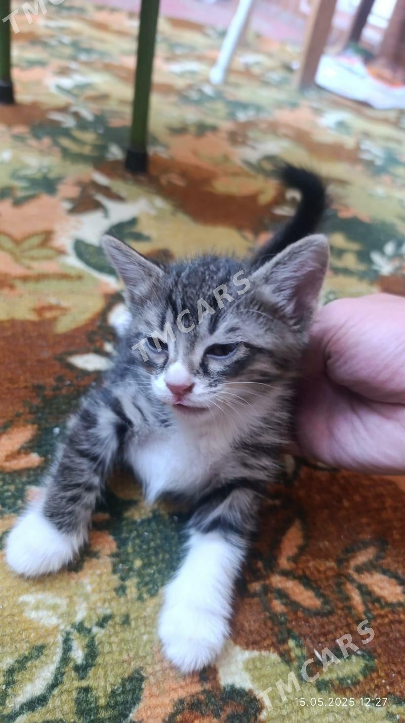 котенок - Türkmenabat - img 2