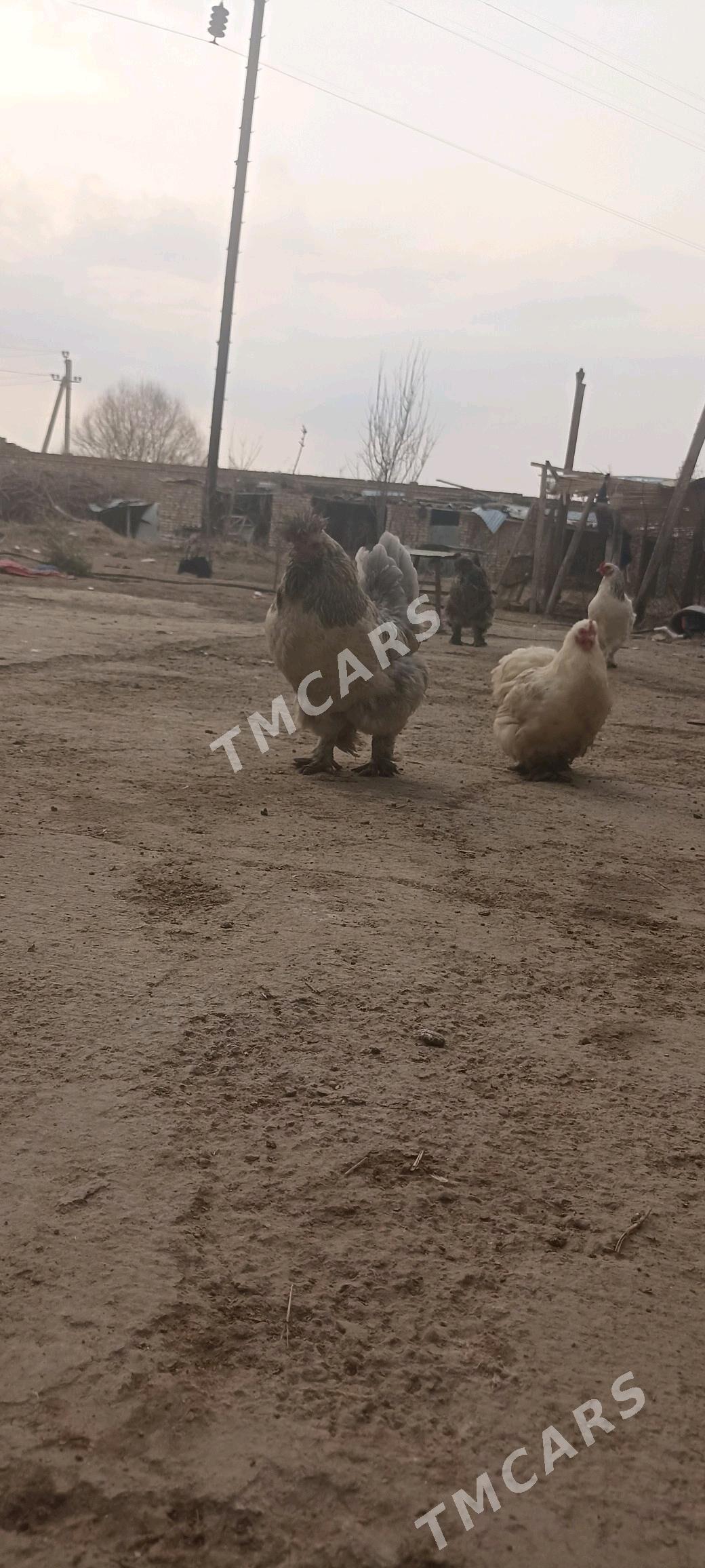 troyka towyk - Baýramaly - img 2