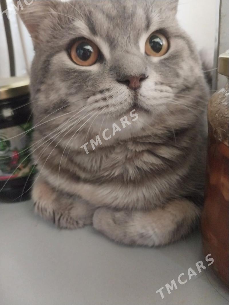 кот скоттиш страйт - Гаудан "В" - img 4