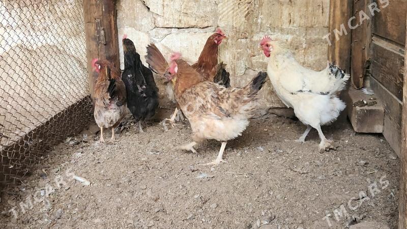 Oy towuk - Türkmenbaşy - img 2