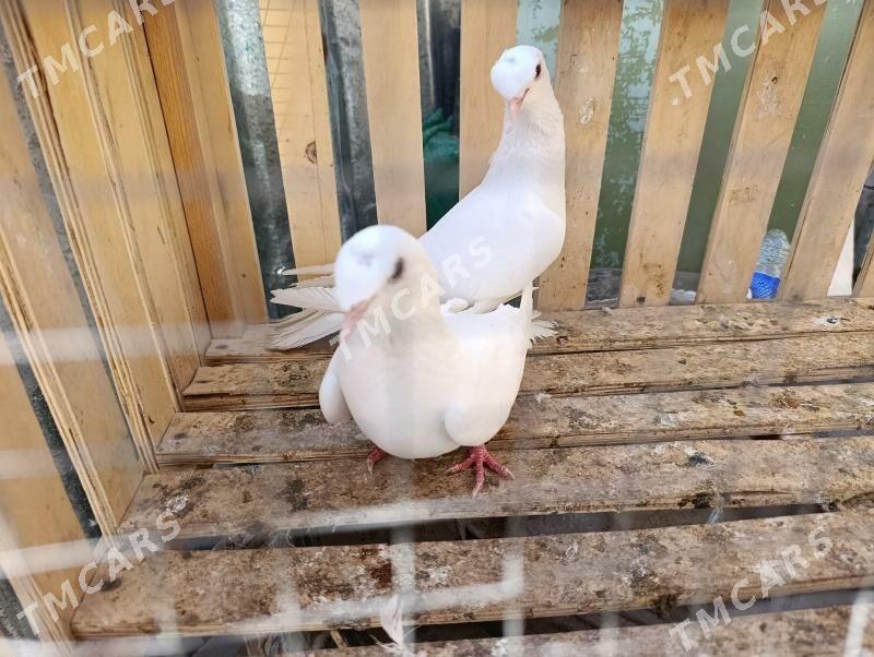 kepderi - Türkmenabat - img 2