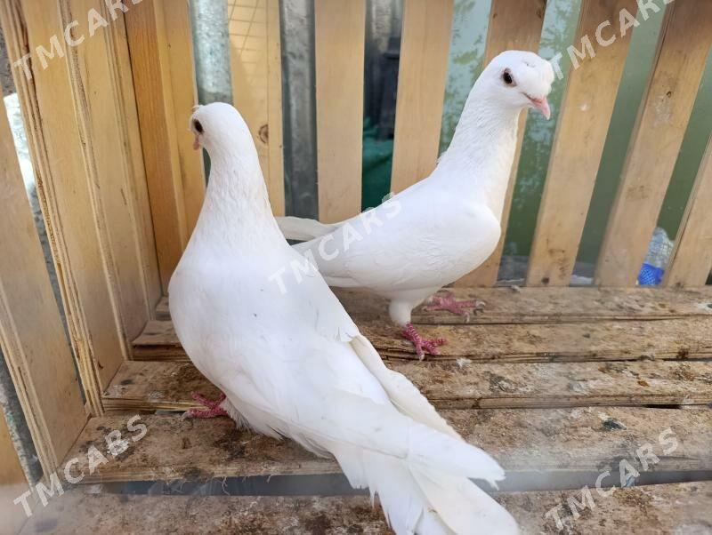 kepderi - Türkmenabat - img 3