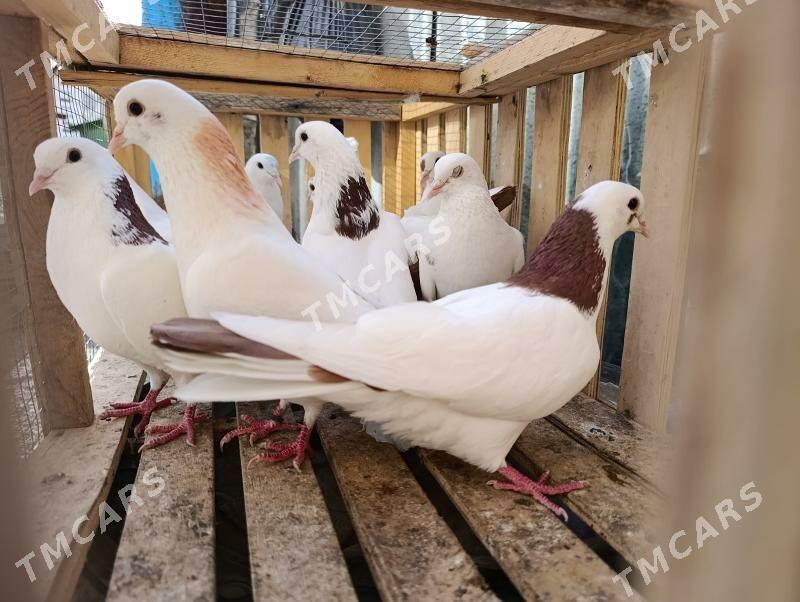 kepderi - Türkmenabat - img 2