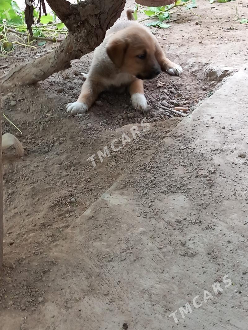 Щенок It - Дашогуз - img 2