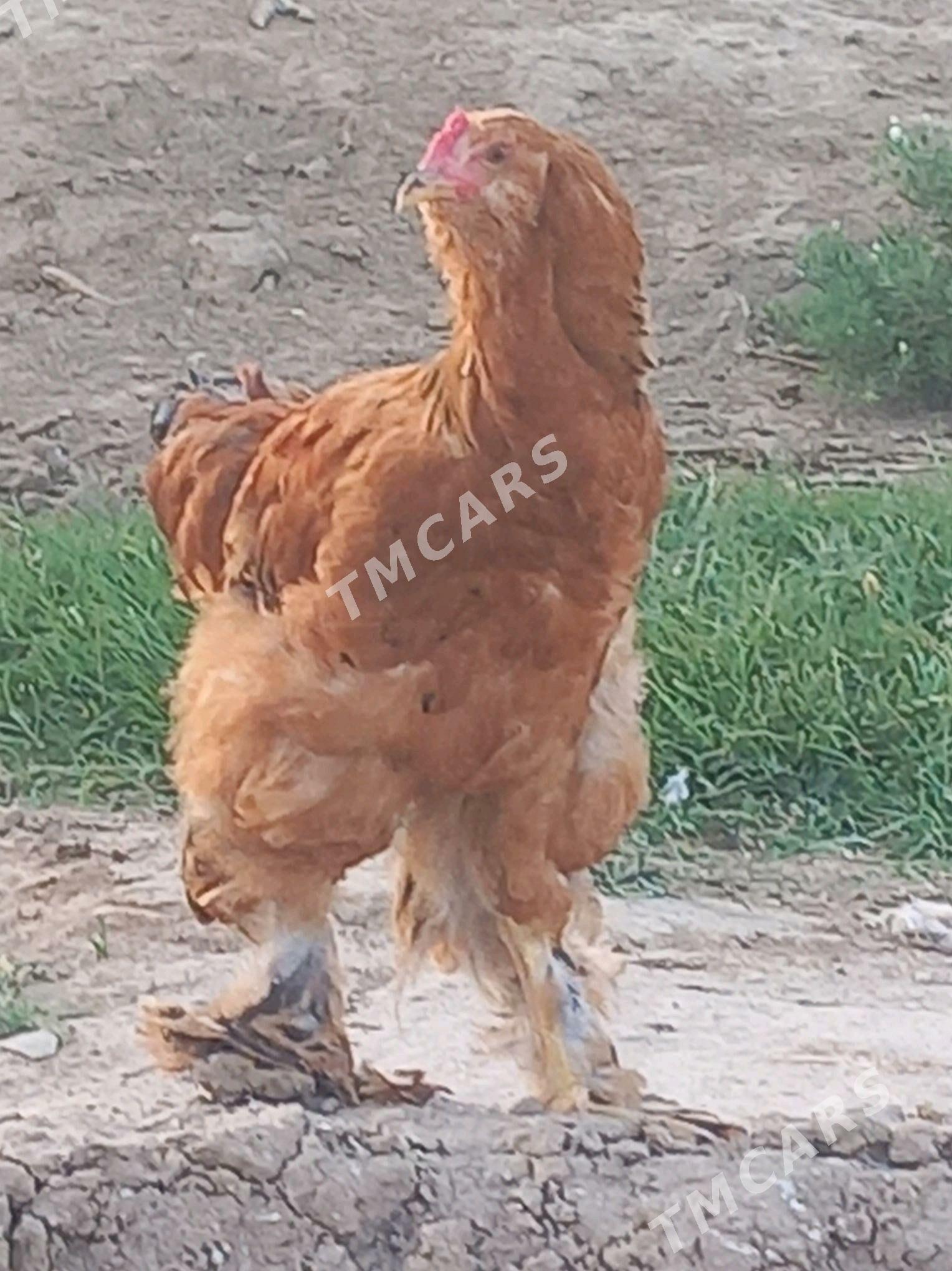 horaz - Gyzylarbat - img 3