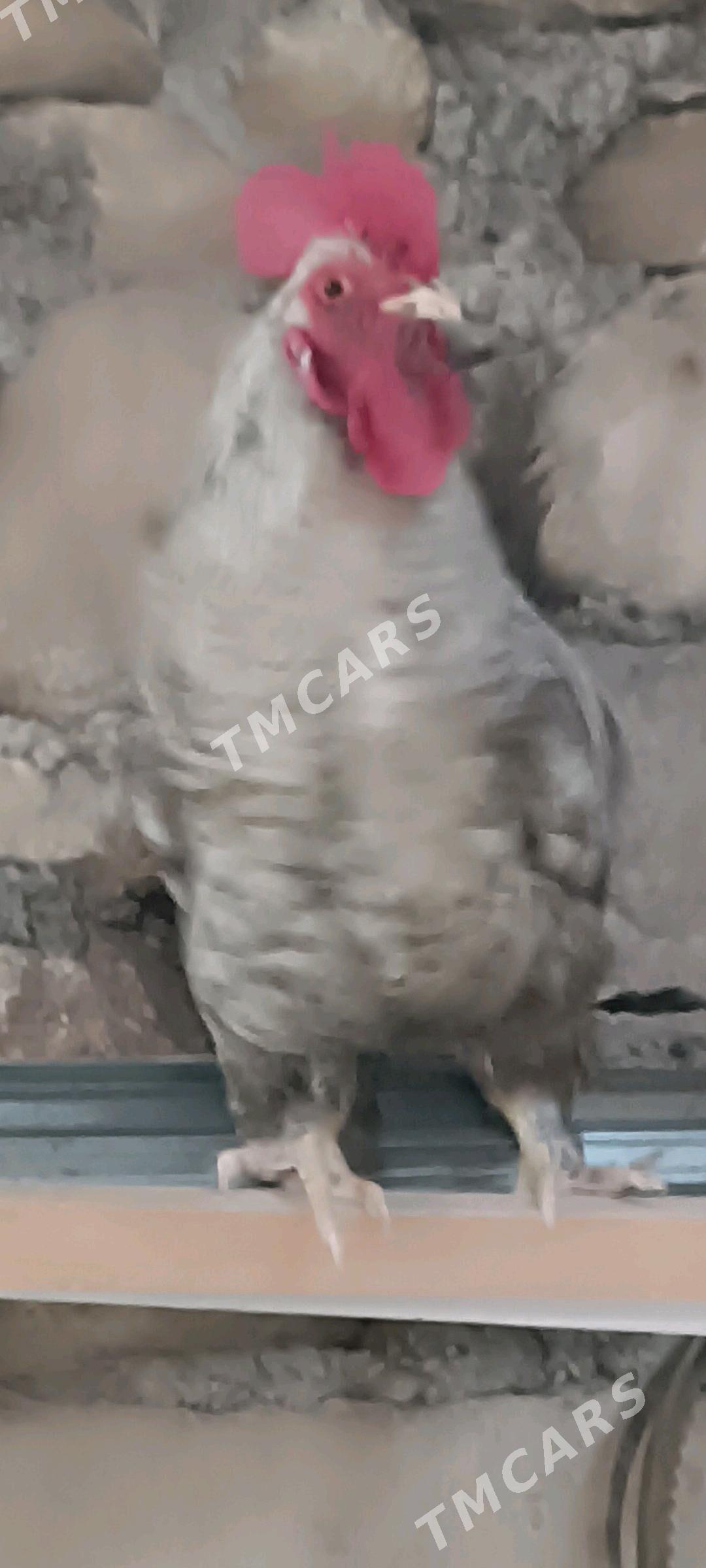 HORAZ - Balkanabat - img 2