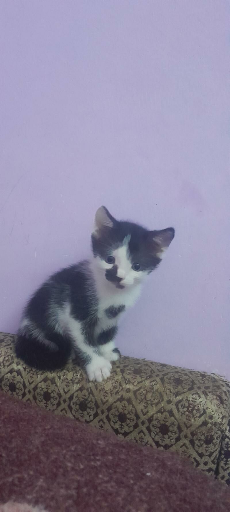 котята - Türkmenabat - img 3