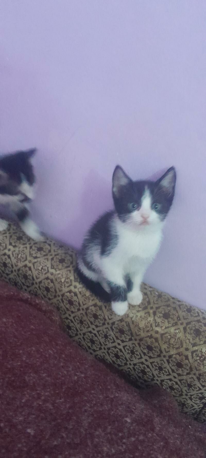 котята - Türkmenabat - img 5