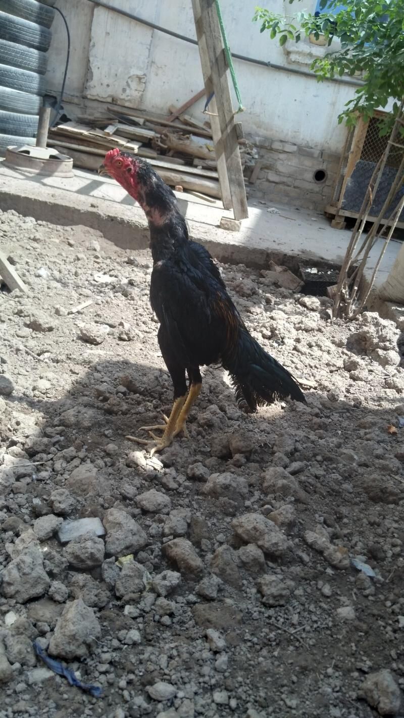 juja - Daşoguz - img 2