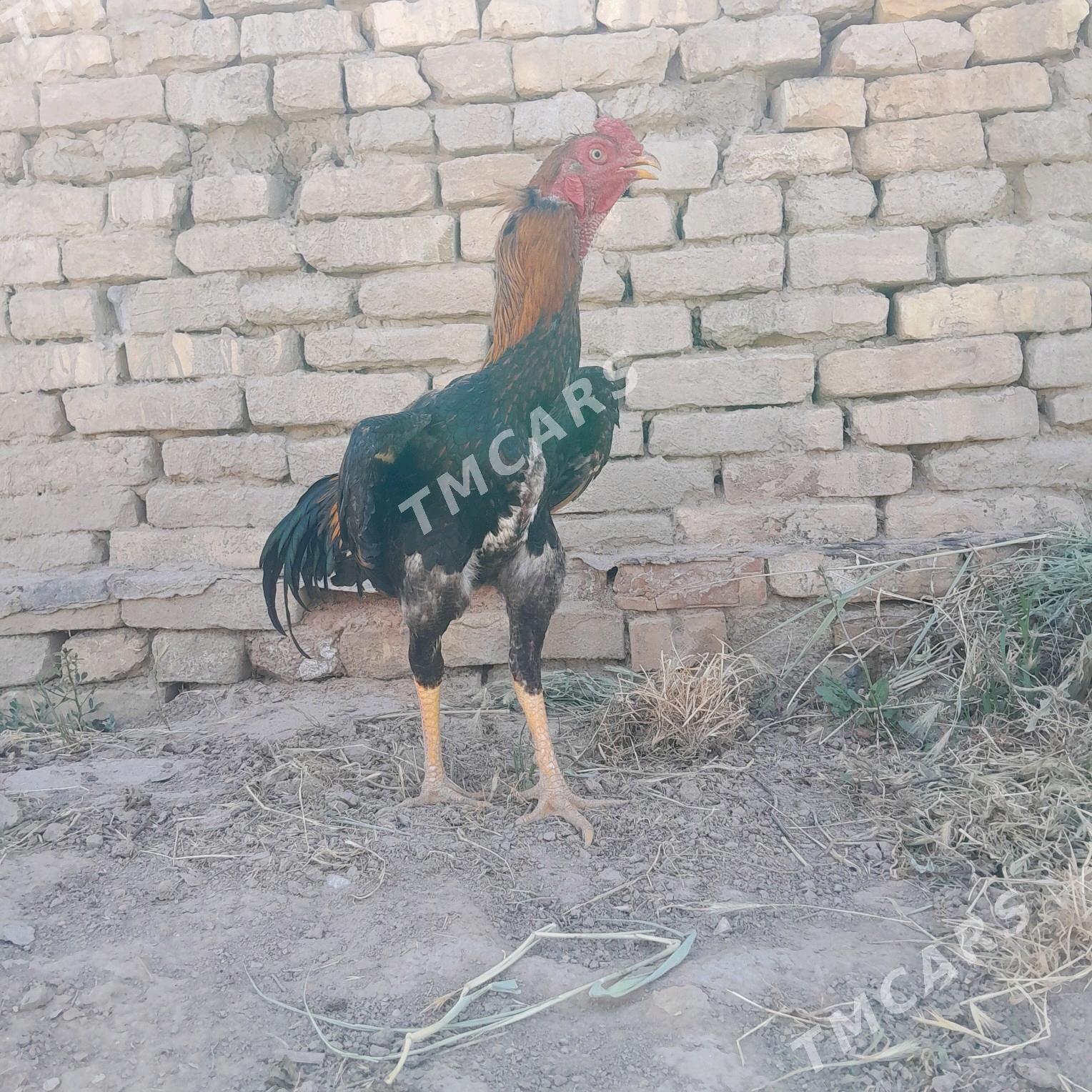 Horaz - Baýramaly - img 2
