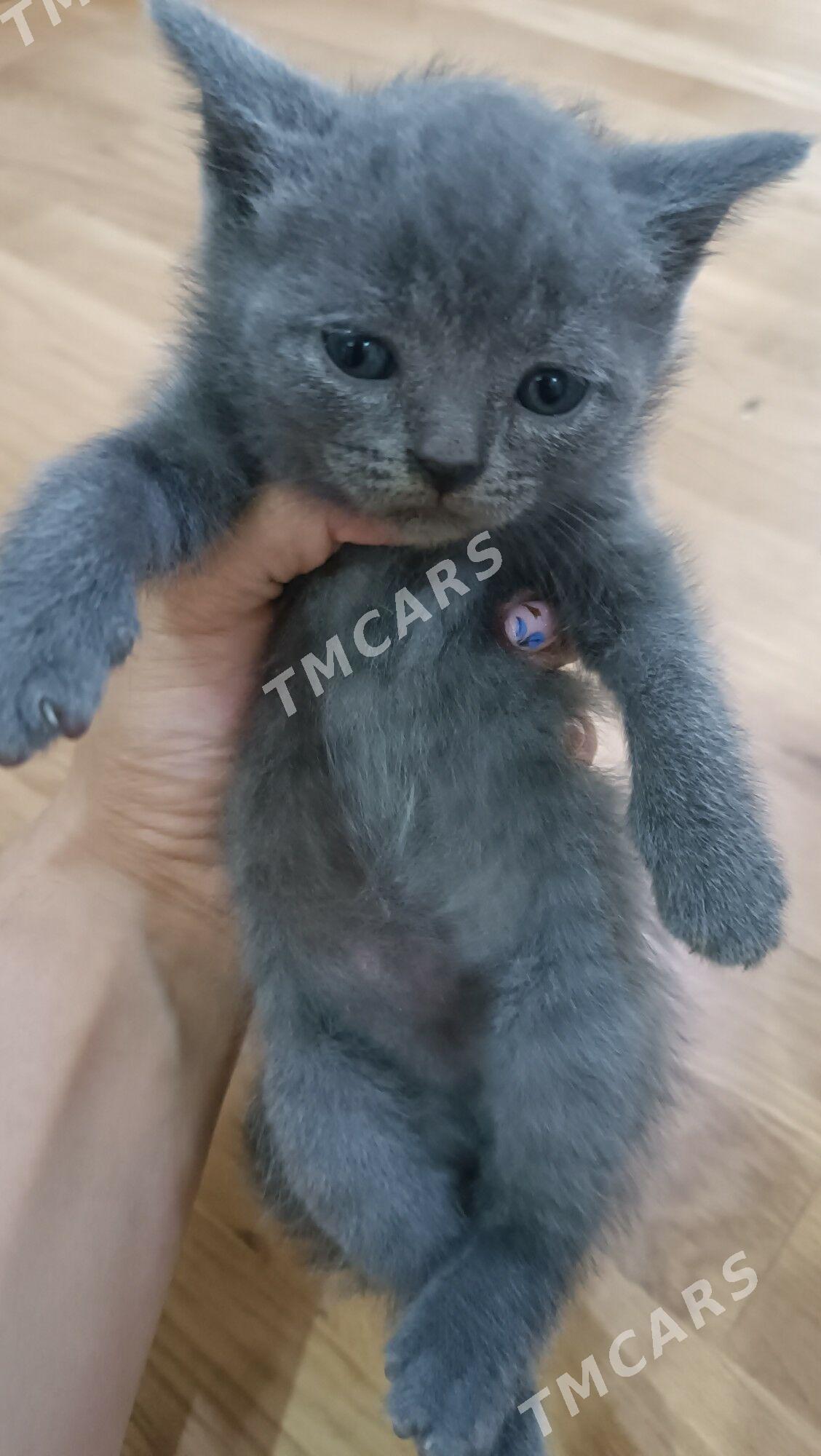 Шотландские котята - Çärjew - img 3