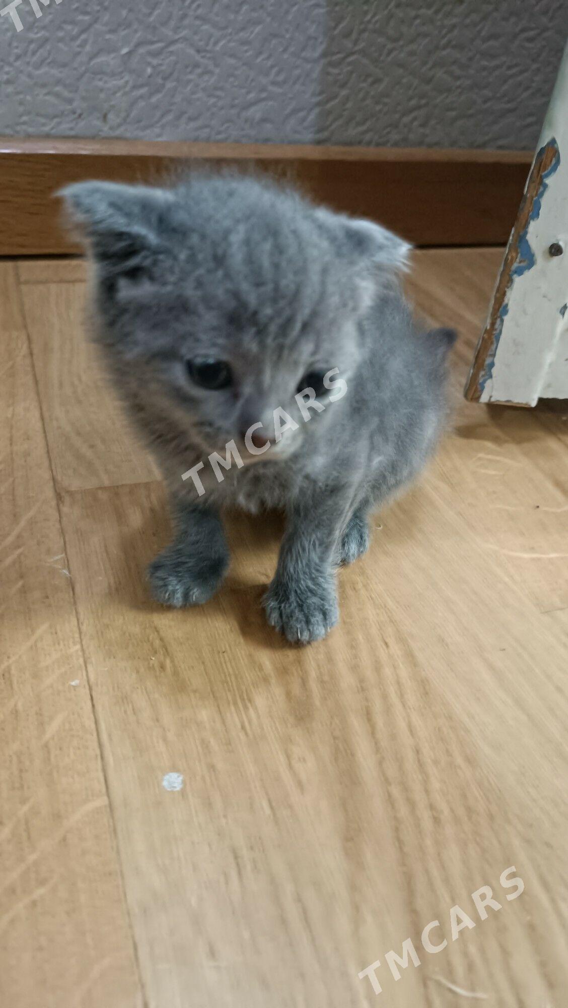 Шотландские котята - Çärjew - img 2