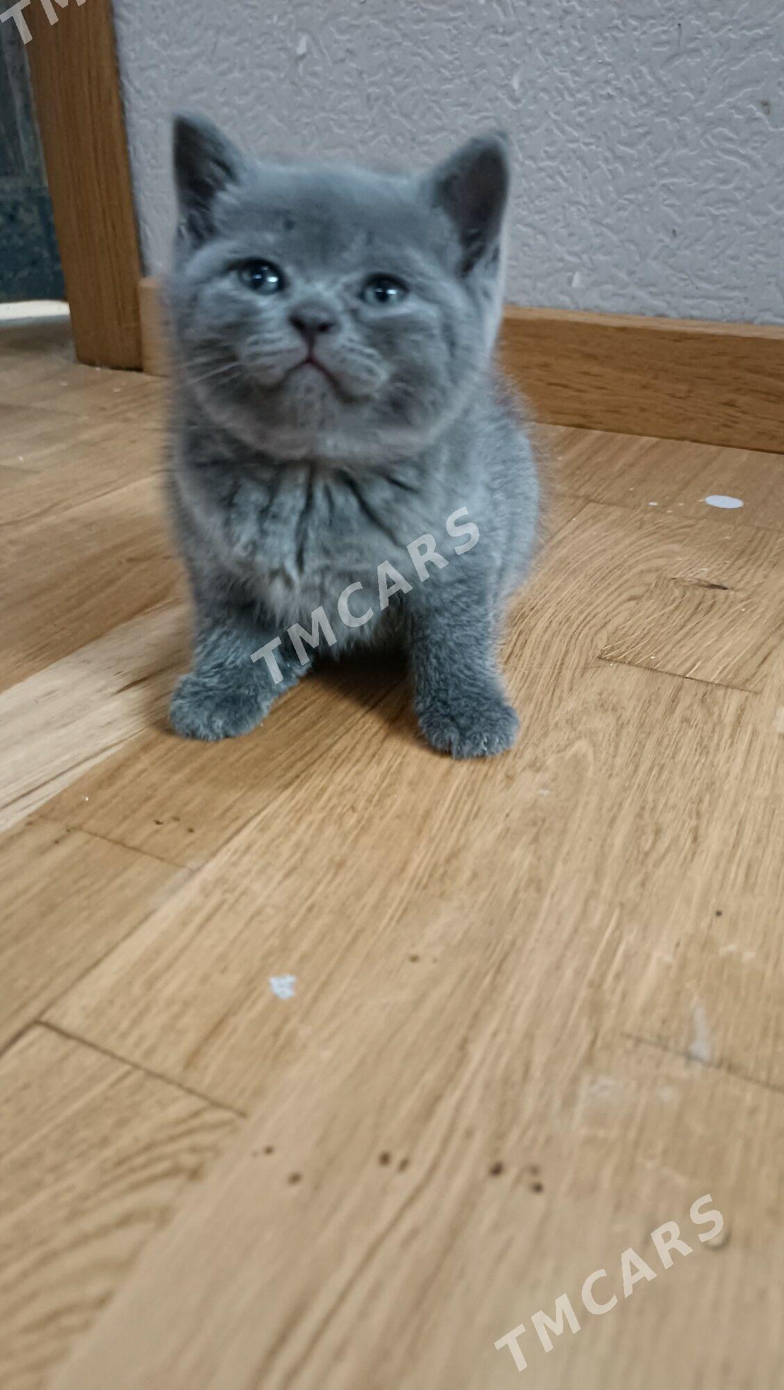 Шотландские котята - Çärjew - img 5