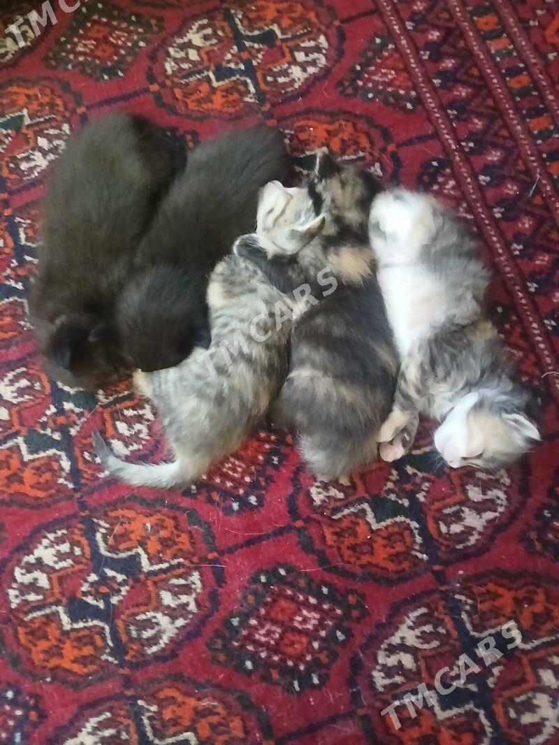 mugt pishik - Daşoguz - img 6